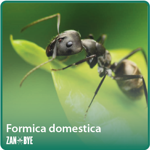 formica domestica