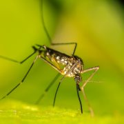 punture zanzara west nile zanzara tigre insetto infestante